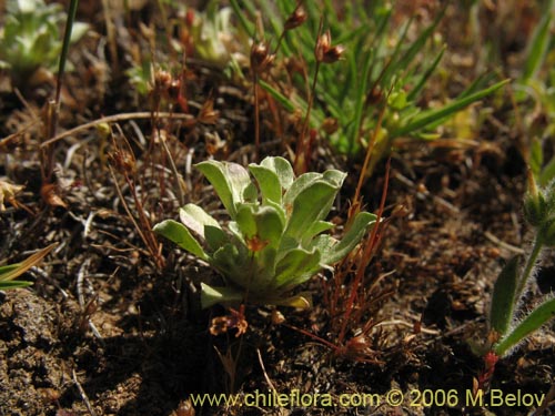 Imgen de Gamocheta sp.  #1542 (). Haga un clic para aumentar parte de imgen.