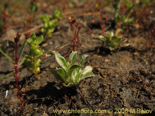 Imágen de Gamocheta sp. #1542 (). Haga un clic para aumentar parte de imágen.