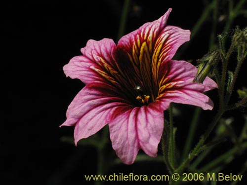 Фотография Salpiglossis sinuata (Palito amargo). Щелкните, чтобы увеличить вырез.