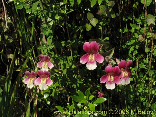 Bild von Mimulus naiandinus (Berro rosado). Klicken Sie, um den Ausschnitt zu vergrössern.