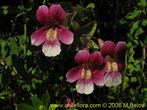 Image of Mimulus naiandinus (Berro rosado). Click to enlarge parts of image.