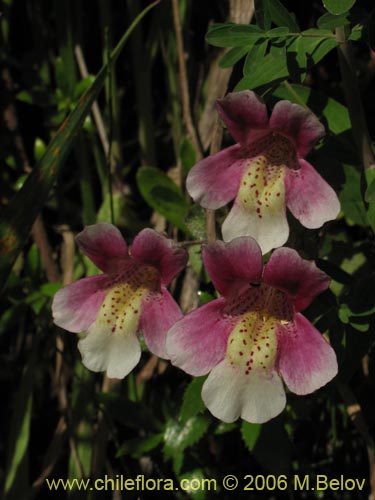 Bild von Mimulus naiandinus (Berro rosado). Klicken Sie, um den Ausschnitt zu vergrössern.