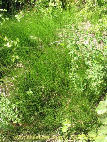 Image of Equisetum bogotense (Hierba del platero / Limpia plata / Hierba de la plata / Canutillo). Click to enlarge parts of image.