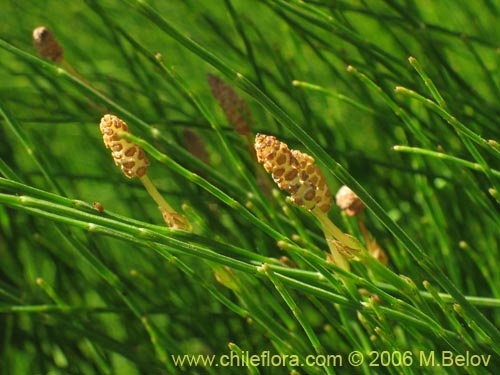 Фотография Equisetum bogotense (Hierba del platero / Limpia plata / Hierba de la plata / Canutillo). Щелкните, чтобы увеличить вырез.