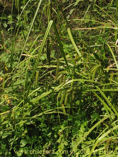 Carex pseudocyperusの写真