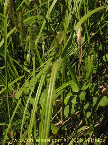Carex pseudocyperus的照片