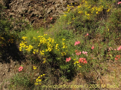 Alstroemeria ligtu ssp. ligtuの写真