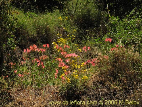 Image of Alstroemeria ligtu ssp. ligtu (Liuto). Click to enlarge parts of image.