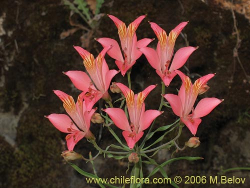 Фотография Alstroemeria ligtu ssp. ligtu (Liuto). Щелкните, чтобы увеличить вырез.