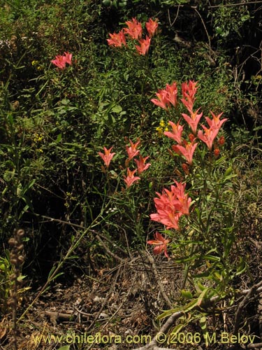 Image of Alstroemeria ligtu ssp. ligtu (Liuto). Click to enlarge parts of image.