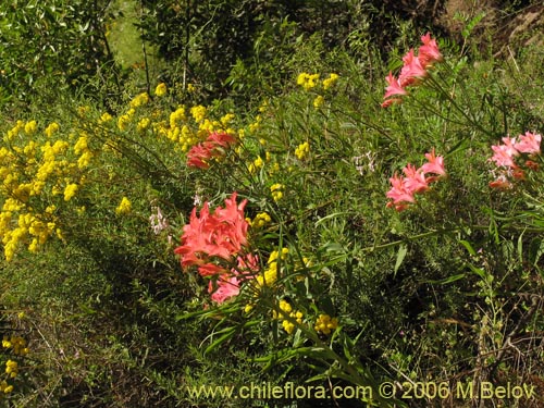 Image of Alstroemeria ligtu ssp. ligtu (Liuto). Click to enlarge parts of image.