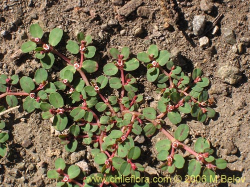 Image of Unidentified Plant sp. #2341 (). Click to enlarge parts of image.