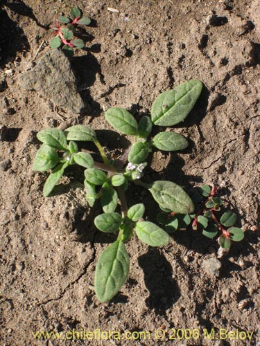 Image of Unidentified Plant sp. #2342 (). Click to enlarge parts of image.