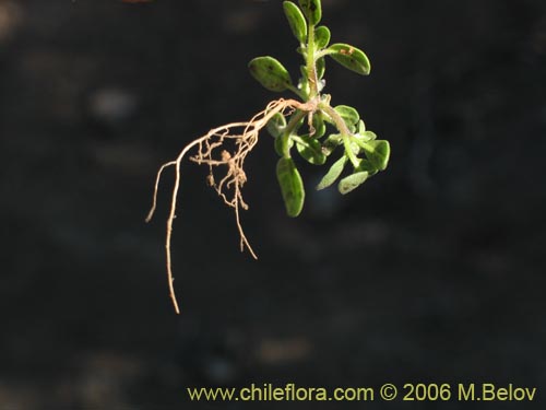 Фотография Не определенное растение sp. #2342 (). Щелкните, чтобы увеличить вырез.