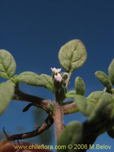 未確認の植物種 sp. #2342の写真