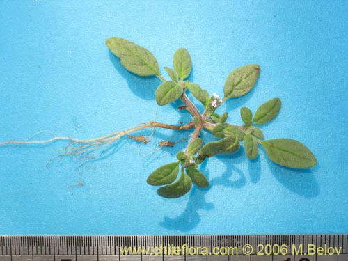 Image of Unidentified Plant sp. #2342 (). Click to enlarge parts of image.