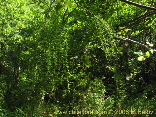 Bild von Misodendrum linearifolium var. linearifolium (). Klicken Sie, um den Ausschnitt zu vergrössern.