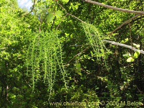 Bild von Misodendrum linearifolium var. linearifolium (). Klicken Sie, um den Ausschnitt zu vergrössern.