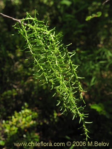 Bild von Misodendrum linearifolium var. linearifolium (). Klicken Sie, um den Ausschnitt zu vergrössern.