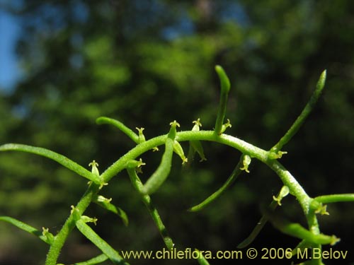 Image of Misodendrum linearifolium var. linearifolium (). Click to enlarge parts of image.