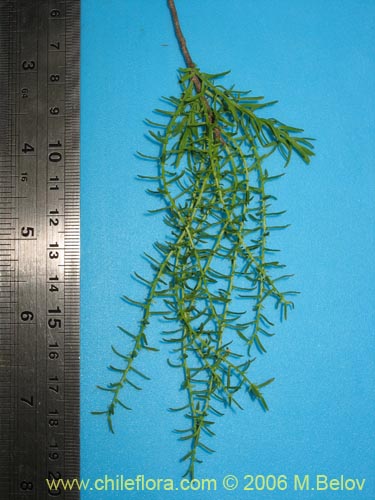 Фотография Misodendrum linearifolium var. linearifolium (). Щелкните, чтобы увеличить вырез.