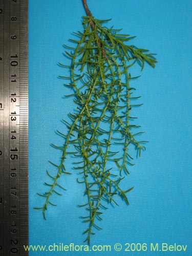 Bild von Misodendrum linearifolium var. linearifolium (). Klicken Sie, um den Ausschnitt zu vergrössern.