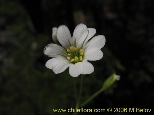 Image of Cerastium arvense (Cuernecita). Click to enlarge parts of image.