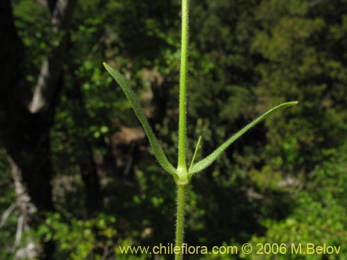 Bild von Cerastium arvense (Cuernecita). Klicken Sie, um den Ausschnitt zu vergrössern.