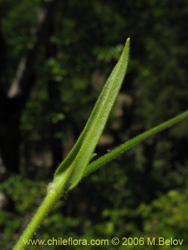 Image of Cerastium arvense (Cuernecita). Click to enlarge parts of image.