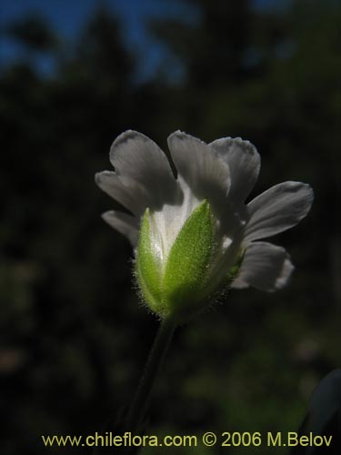 Bild von Cerastium arvense (Cuernecita). Klicken Sie, um den Ausschnitt zu vergrössern.