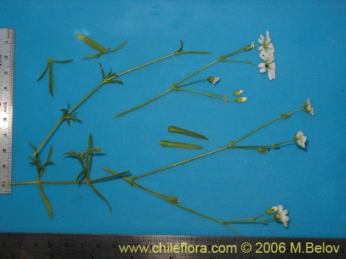 Bild von Cerastium arvense (Cuernecita). Klicken Sie, um den Ausschnitt zu vergrössern.