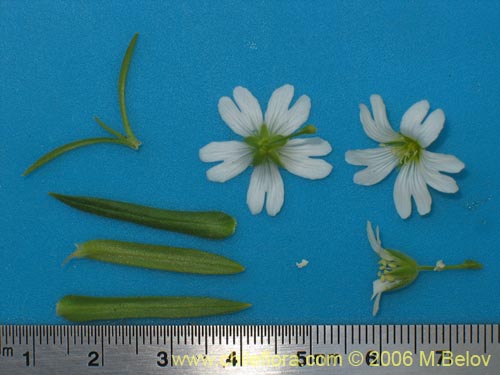 Cerastium arvense의 사진