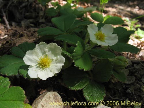 Imágen de Fragaria chiloensis (Frutilla silvestre). Haga un clic para aumentar parte de imágen.