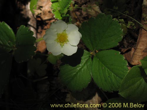 Imágen de Fragaria chiloensis (Frutilla silvestre). Haga un clic para aumentar parte de imágen.