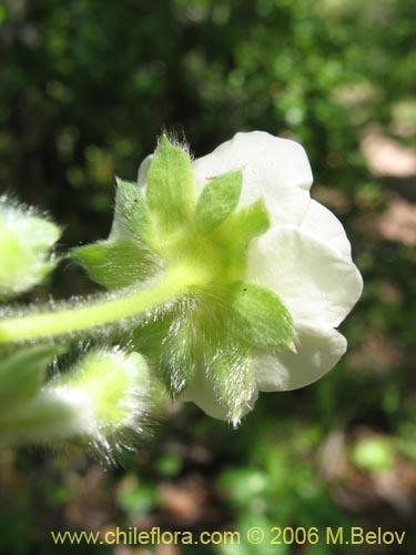 Фотография Fragaria chiloensis (Frutilla silvestre). Щелкните, чтобы увеличить вырез.