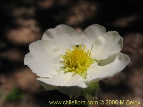 Imágen de Fragaria chiloensis (Frutilla silvestre). Haga un clic para aumentar parte de imágen.