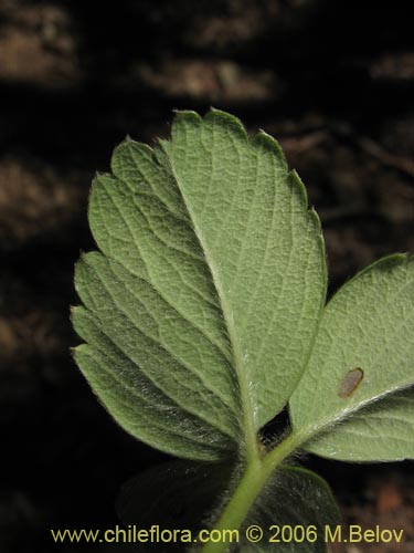 Image of Fragaria chiloensis (Frutilla silvestre). Click to enlarge parts of image.