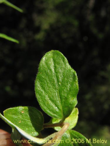 Imágen de Planta no identificada sp. #2343 (). Haga un clic para aumentar parte de imágen.