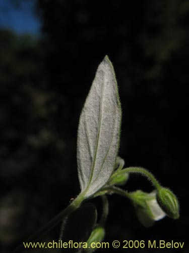 Imágen de Planta no identificada sp. #2343 (). Haga un clic para aumentar parte de imágen.