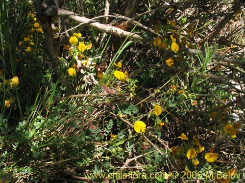 Imágen de Adesmia sp. #1659 (). Haga un clic para aumentar parte de imágen.