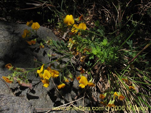 Bild von Adesmia sp. #1659 (). Klicken Sie, um den Ausschnitt zu vergrössern.