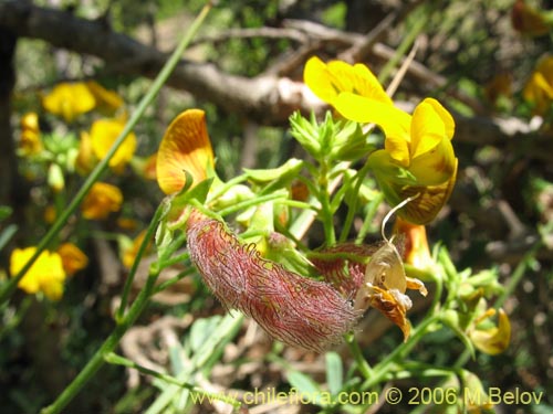 Adesmia sp. #1659の写真