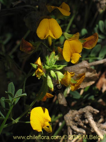 Bild von Adesmia sp. #1659 (). Klicken Sie, um den Ausschnitt zu vergrössern.