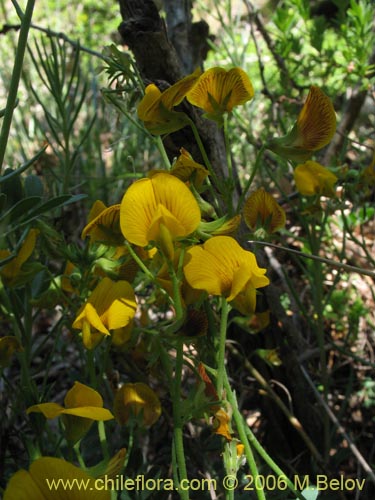 Imágen de Adesmia sp. #1659 (). Haga un clic para aumentar parte de imágen.