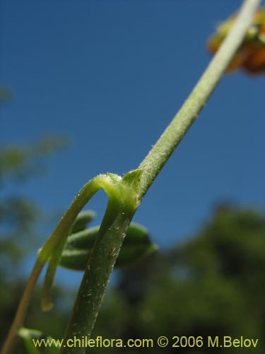 Bild von Adesmia sp. #1659 (). Klicken Sie, um den Ausschnitt zu vergrössern.