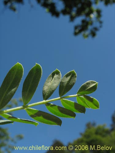 Imágen de Adesmia sp. #1659 (). Haga un clic para aumentar parte de imágen.