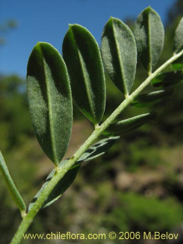 Imágen de Adesmia sp. #1659 (). Haga un clic para aumentar parte de imágen.