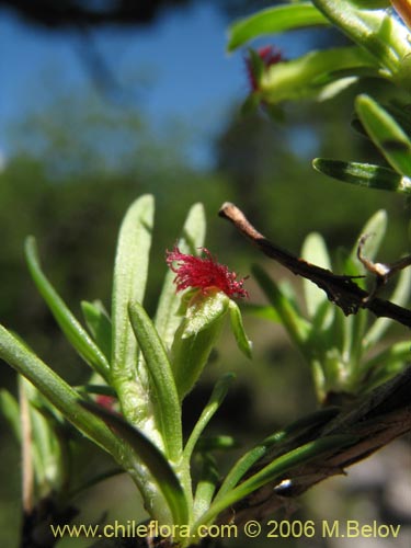 Bild von Tetraglochin alatum (Horizonte / Caulia). Klicken Sie, um den Ausschnitt zu vergrössern.