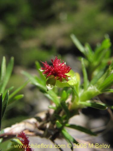 Фотография Tetraglochin alatum (Horizonte / Caulia). Щелкните, чтобы увеличить вырез.