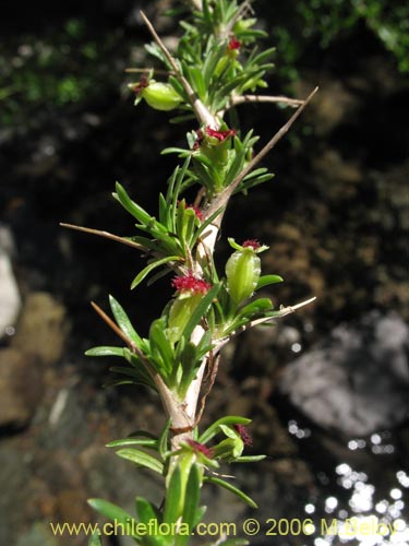 Bild von Tetraglochin alatum (Horizonte / Caulia). Klicken Sie, um den Ausschnitt zu vergrössern.